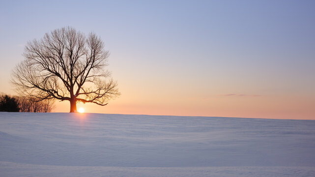 Solitary bare tree silhouetted against golden sunset on snow-covered field in winter Indiana landscape. Peaceful rural scene with warm orange sky transitioning to purple twilight.