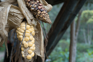 Rustic heirloom corn drying in traditional rural storage