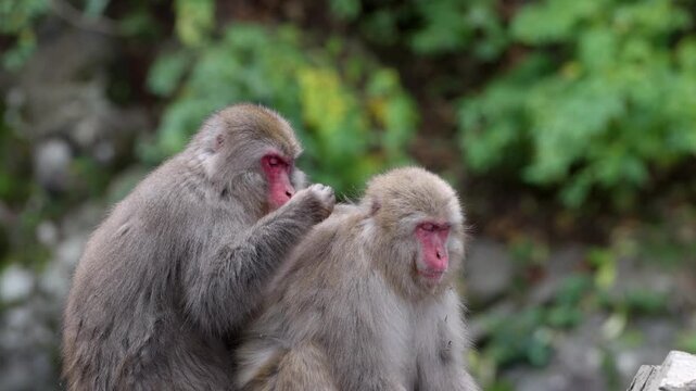 Two adult macaques sit together on rocks near a hot spring onsen. One macaque carefully grooms the other&rsquo;s fur,, continuing calm social grooming behavior.