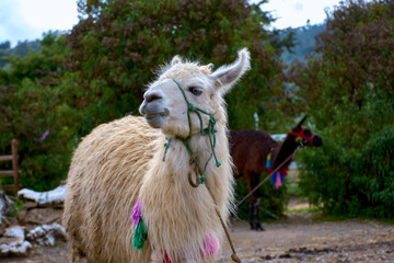 llama de los cuchumatanes Guatemala © Alfonso