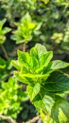 Obraz premium Close-up of fresh green leaves with serrated edges in a garden, bright natural sunlight