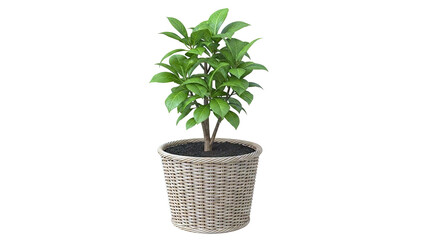 Potted Green Plant in Wicker Basket