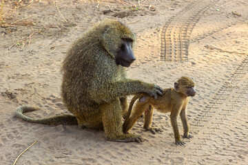Tarangire National Park, Tanzania: Olive Baboon Mother Grooming Her Baby on a Sandy Road