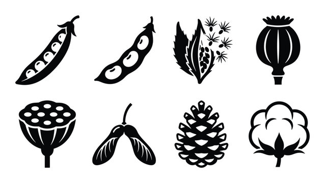 Seed pods glyph vector illustration set. Pea, bean, mustard, poppy, lotus, maple seed, pine cone, and cotton.