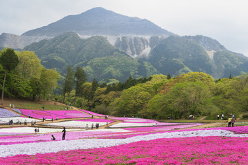 日本：羊山公園／観光客がいる「芝桜の丘」と武甲山／埼玉県秩父市・4月