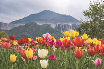 日本：羊山公園／武甲山をバックにして咲くチューリップ【芝桜の丘】埼玉県秩父市・4月