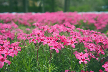 日本：シバザクラ「スカーレット フレーム」をクローズアップ／羊山公園「芝桜の丘」埼玉県秩父市