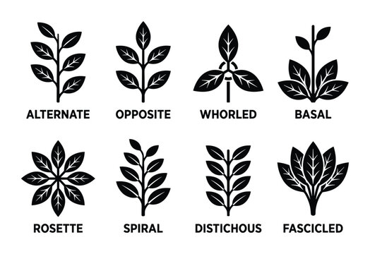 Various leaf arrangements, including alternate, opposite, whorled, basal, rosette, spiral, distichous, fascicled.