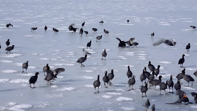 Coots and Pigeons Walking on Frozen Lake