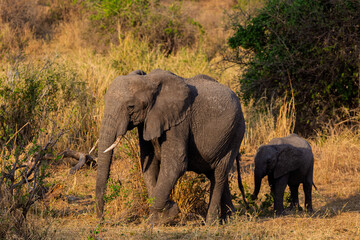 Fototapeta premium Tarangire National Park, Tanzania - September 29th, 2025: Tarangire's Golden Hour: African Elephant Mother and Calf