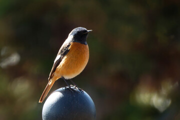 丸い欄干の上に乗るジョウビタキの雄
