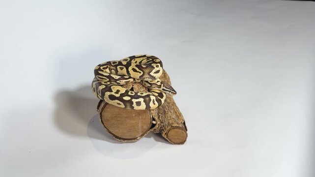 Ball Python Snake Coiled on a Wood Log in Studio