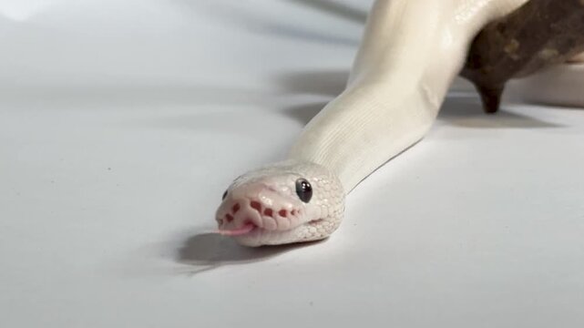 Leucistic Ball Python Flicking Tongue on White Background with Wood Branch