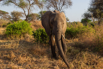 Fototapeta premium Tarangire National Park, Tanzania - September 29th, 2025: Majestic African Elephant Walking in Golden Hour