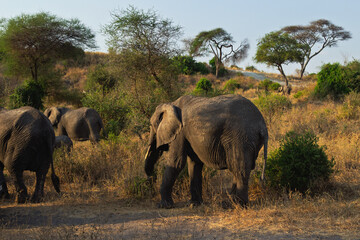 Tarangire National Park, Tanzania - September 29th, 2025: African Elephant Family in Tarangire's Golden Savanna