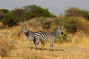 Obraz premium Tarangire National Park, Tanzania - September 29th, 2025: Back to Back Plains Zebras in the Dry Season Savanna
