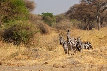 Obraz premium Tarangire National Park, Tanzania - September 29th, 2025: Three Alert Striped Zebras in Dry Savanna