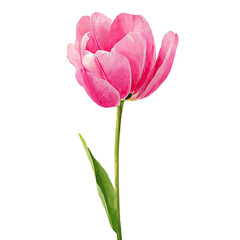 Naklejka premium A vibrant, close-up digital illustration of a pink tulip, contrasted against a stark black background