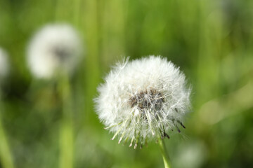 Fototapeta premium Blooming white dandelion flower in green grass outdoors, closeup