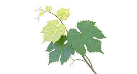 Grapevine leaves and tendrils