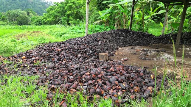 Aerial view of coconut husk used as organic fertilizer to nourish cocoa, coconut, and other crops, especially during their early growth stages. S&atilde;o Tom&eacute;,Africa.