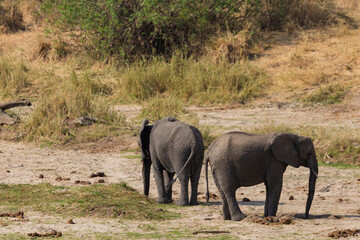 Fototapeta premium Tarangire National Park, Tanzania - September 29th, 2025: African Elephant Mother and Calf in Dry Season Savanna