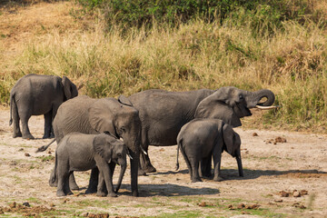 Obraz premium Tarangire National Park, Tanzania - September 29th, 2025: African Elephant Family in Tarangire's Dry Season Savanna.