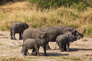Obraz premium Tarangire National Park, Tanzania - September 29th, 2025: African Elephant Family with Calves in the Dry Savanna