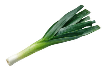 Close-up of a fresh, whole leek with its white base and vibrant green leaves