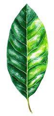 A vibrant, detailed illustration of a single leaf with variegated green and yellow hues
