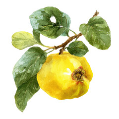 Watercolor illustration of a quince fruit on a branch with leaves, isolated on a black background