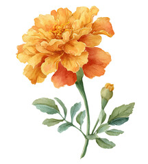 Watercolor depiction of a vibrant marigold bloom with stem, leaves, and a bud, isolated on black