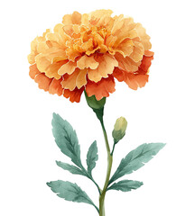 Watercolor style illustration showcasing a vibrant orange marigold blossom and green foliage on black