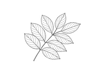 Indian Rosewood Hand Drawn Illustration Vector by AZ for Books, Arts, Design and Decoration Graphic Asset