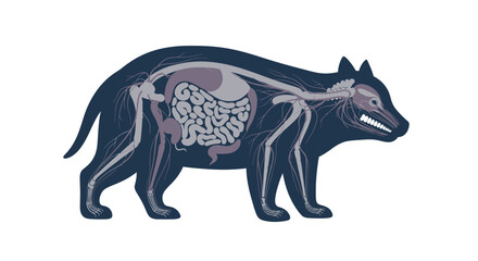 Detailed anatomical illustration of a wolf's internal organs from a lateral viewpoint showcasing its biological structure