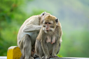Obraz premium Crab-eating macaque (Macaca fascicularis, long-tailed macaque, cynomolgus macaque, monyet ekor panjang) is looking for fleas