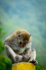 Crab-eating macaque (Macaca fascicularis, long-tailed macaque, cynomolgus macaque, monyet ekor panjang) is looking for fleas