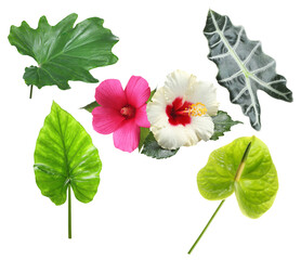 exotic floral arrangement featuring vibrant pink and white hibiscus flowers amidst lush green tropical leaves and anthurium, isolated on black. © Lee