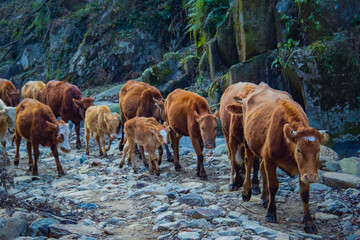 Cows Walking on Rocky Farm Road in Mountain Farm, Wuhan China