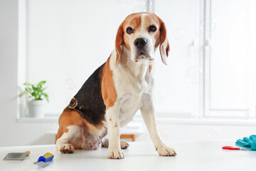 Cute Beagle dog in grooming salon