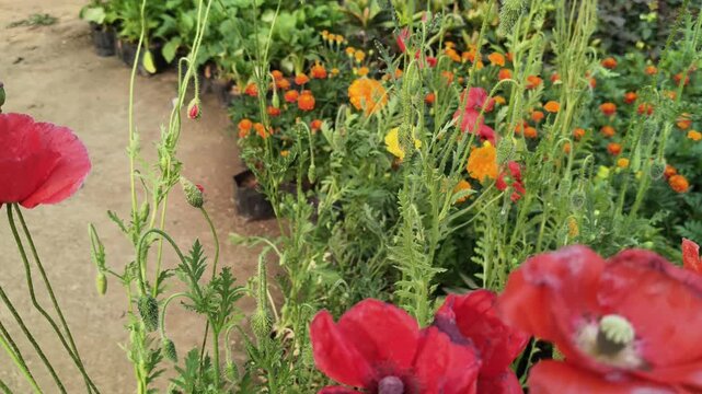 Papaver rhoeas or red common poppy flowers. Its common names corn poppy,&nbsp;corn rose,&nbsp;field poppy,&nbsp;Flanders poppy,&nbsp;red poppy and&nbsp;Odai flowers. Its species of flowering plant in poppy family&nbsp;Papaveraceae
