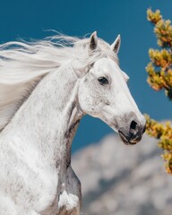 Obraz premium White Dapple Grey Horse with Flowing Mane Standing Outdoors in a Mountain Landscape for Equestrian Advertising and Nature Background Projects