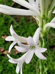 Close-up of fragrant white tuberoses