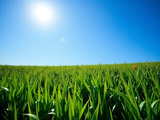 Fototapeta premium Lush green field under a bright blue sky, peaceful and natural scene, daylight, vibrant