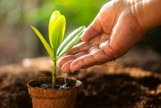 Close up of hand watering a small green plant in a pot, concept of growth and environmental care
