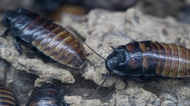 Cockroach explores its habitat in a close-up view