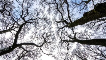 A low-angle shot of tree branches against a cloudy sky