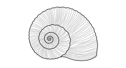 Obraz premium Highly detailed black and white line art illustration of a spiral nautilus or ammonite shell, created in an engraving style.
