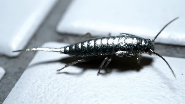 Silverfish Insect Crawling on a White Surface in a Macro Close-Up View.