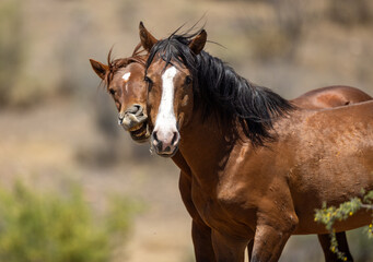 Obraz premium Wild Horse Stallions Fighting and biting for Dominance at Salt River Arizona United States